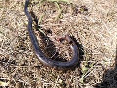 Anguis fragilis