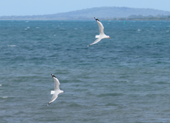 Chroicocephalus novaehollandiae