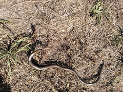 Anguis fragilis