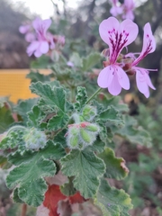 Pelargonium panduriforme