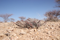 Euphorbia turkanensis image