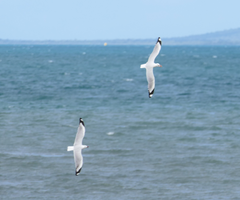 Chroicocephalus novaehollandiae