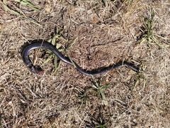 Anguis fragilis
