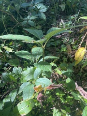 Parthenocissus quinquefolia