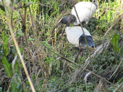 Threskiornis molucca