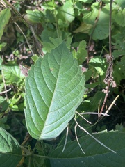 Parthenocissus quinquefolia