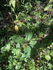 Parthenocissus quinquefolia