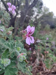 Pelargonium panduriforme