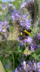 Bombus lucorum