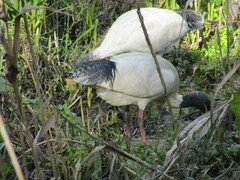Threskiornis molucca