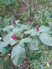 Phytolacca acinosa
