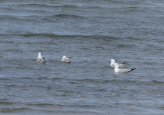 Chroicocephalus novaehollandiae