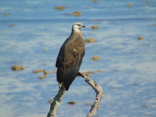 Madagascar Fish-Eagle