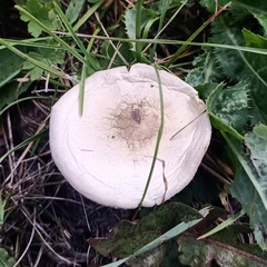 Agaricaceae