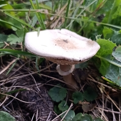 Agaricaceae