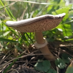 Agaricaceae
