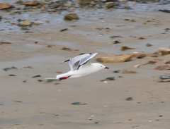 Chroicocephalus novaehollandiae