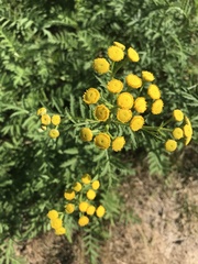 Tanacetum vulgare