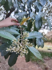 Brachylaena discolor