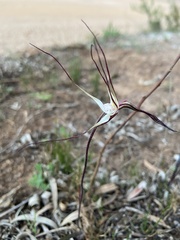 Caladenia