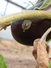 Nezara viridula