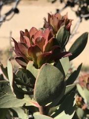 Protea glabra