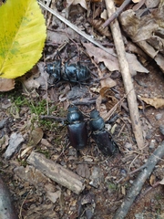Lucanus cervus