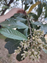 Brachylaena discolor