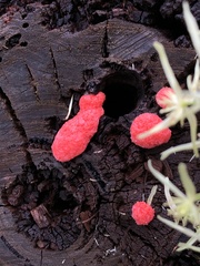 Tubifera