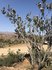 Protea glabra