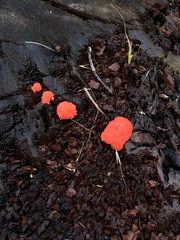 Tubifera