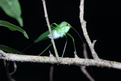 Tettigonioidea