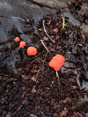 Tubifera