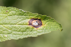Asteromyia carbonifera