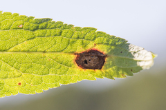 Asteromyia carbonifera