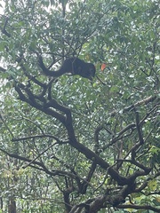 Callosciurus notatus