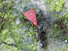Dindymus sanguineus