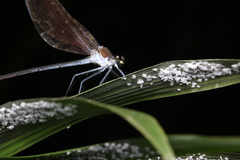 Archineura incarnata