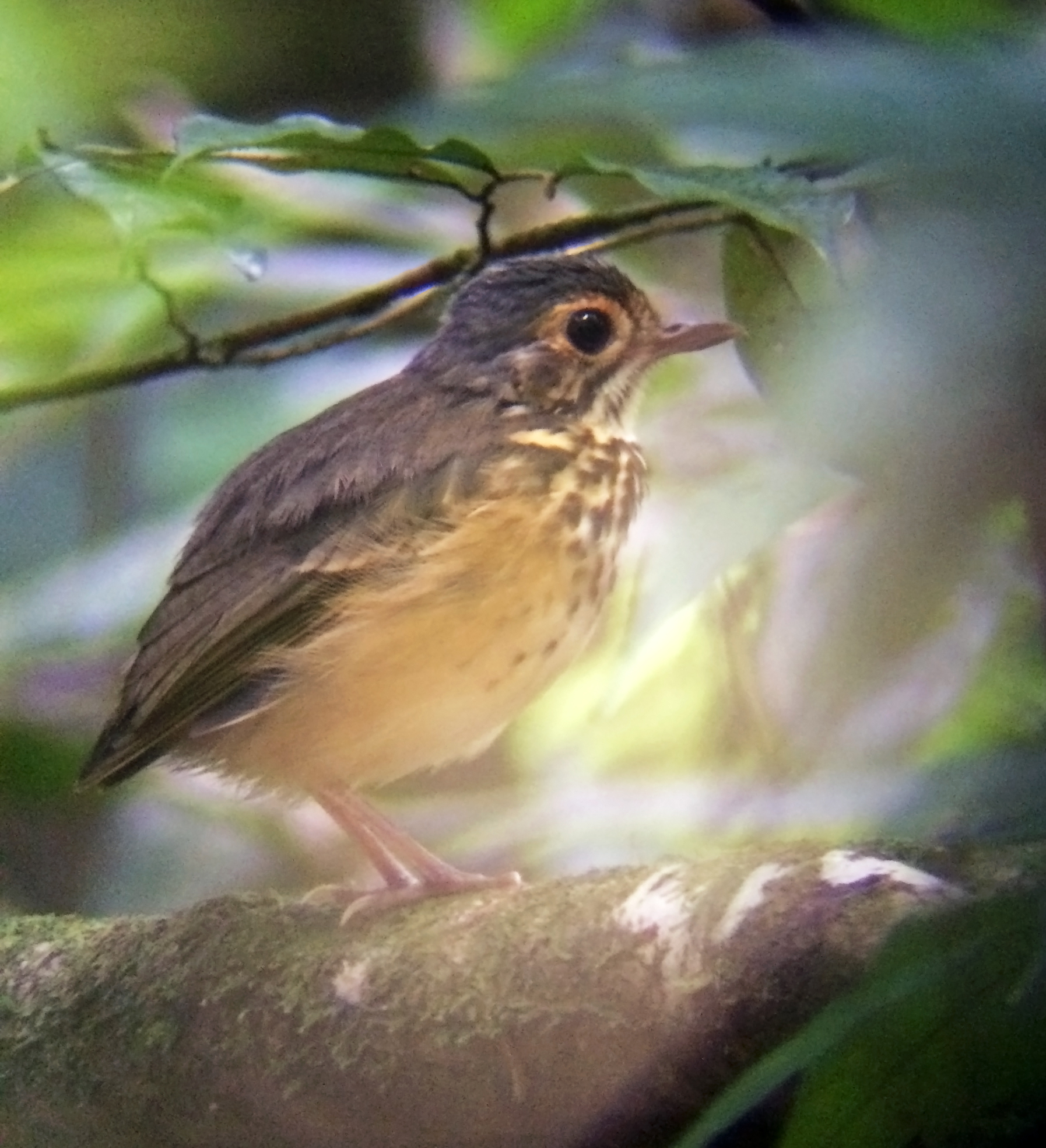 Spotted Antpitta illustration