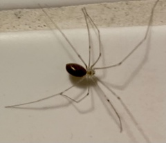 Pholcus phalangioides