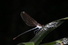 Archineura incarnata
