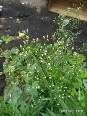 Erigeron canadensis