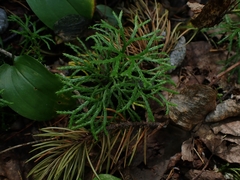 Diphasiastrum complanatum