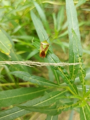 Acanthosoma haemorrhoidale