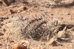 Euphorbia turkanensis image