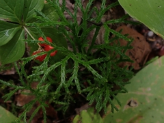 Diphasiastrum complanatum