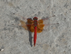 Trithemis kirbyi