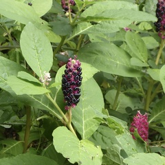Phytolacca acinosa