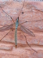 Tipula
