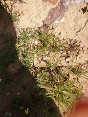 Trachylepis variegata